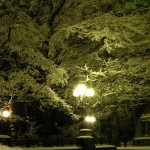 Деревья в снегу Железноводск