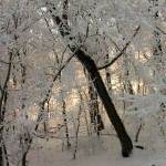 Деревья в парке Железноводска зимой